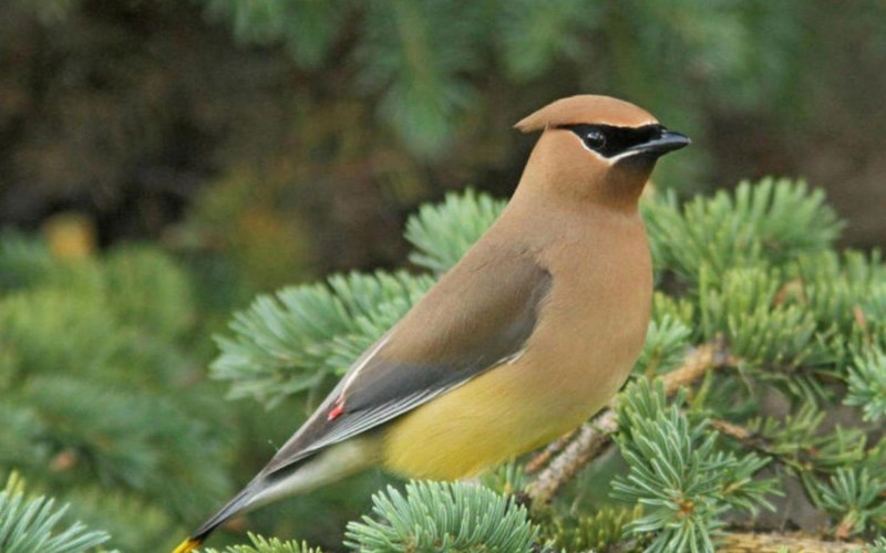 Свиристель обыкновенный (Bombycilla garrulus)
