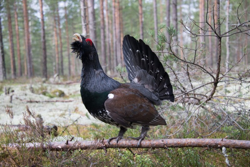 Глухарь - Capercaillie