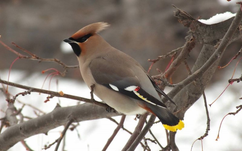 Bombycilla garrulus