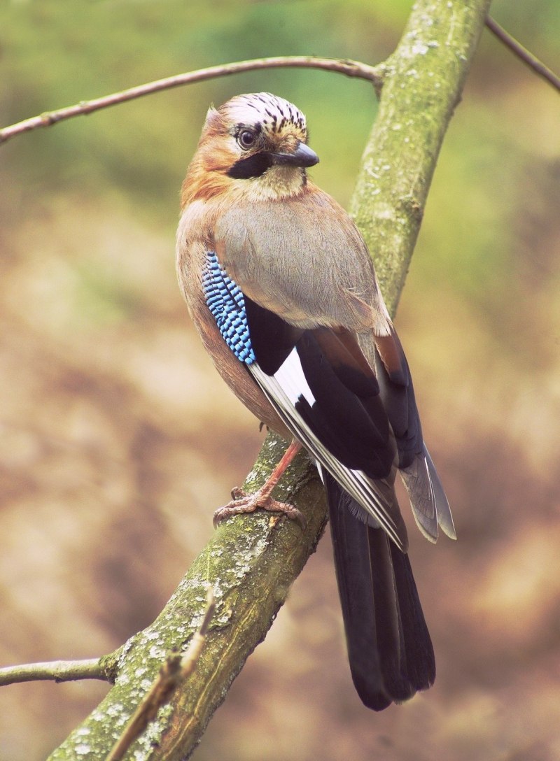 Сойка garrulus glandarius
