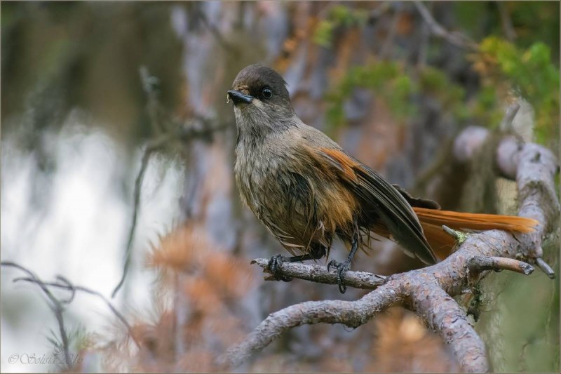 Кукша Perisoreus Infaustus