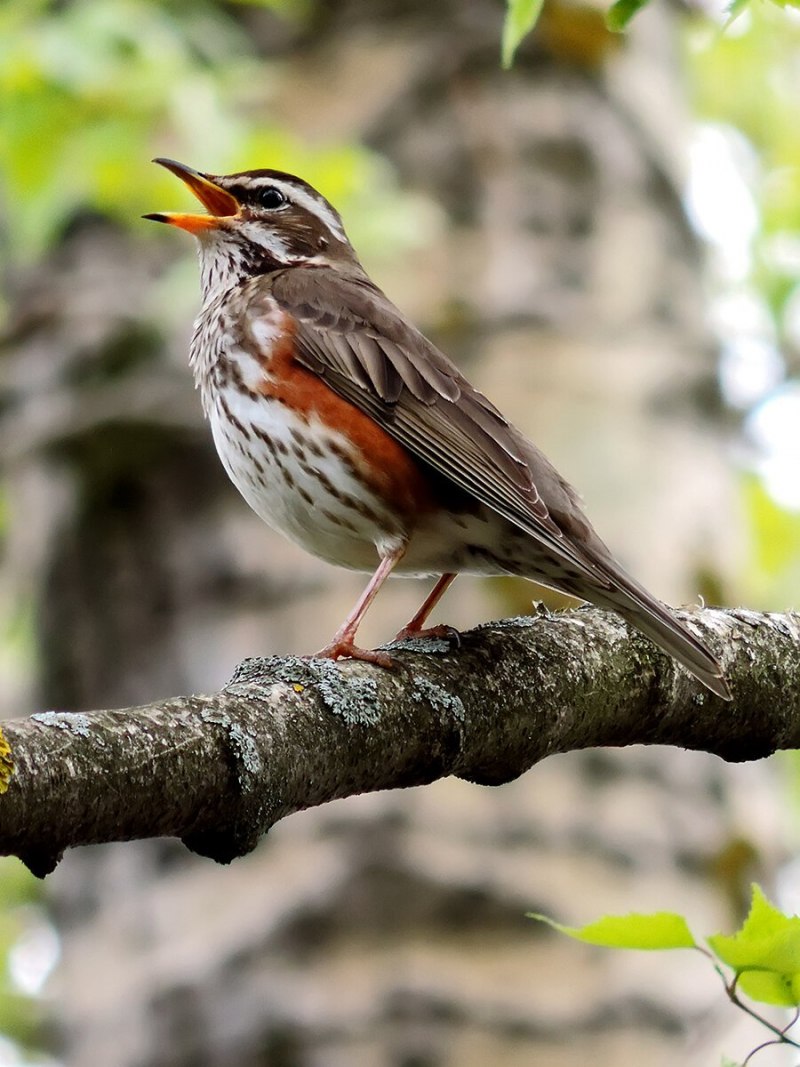 Дрозд-белобровик turdus iliacus