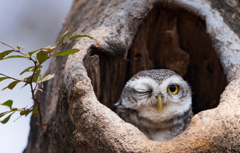 Филин (the Owl) 1991