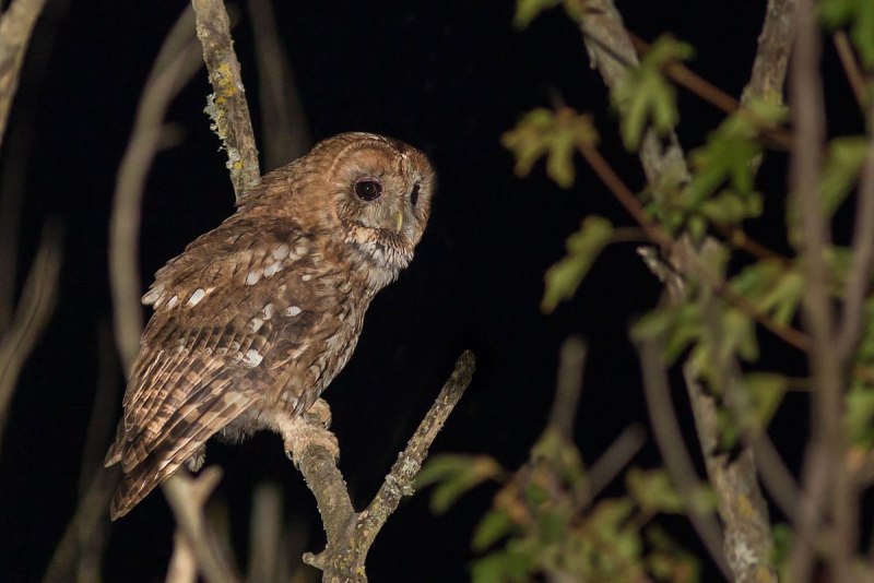 Strix aluco