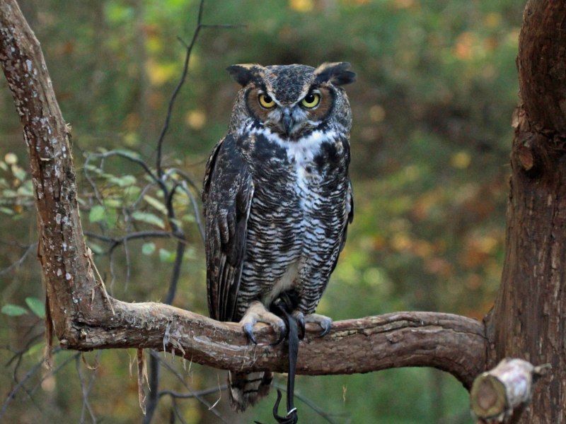 Виргинский Филин (Bubo virginianus)