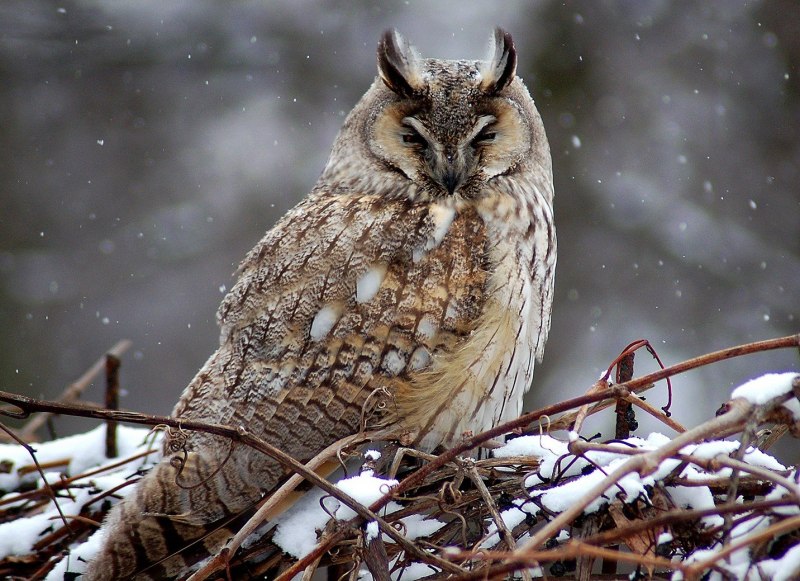 Ушастая Сова ASIO Otus
