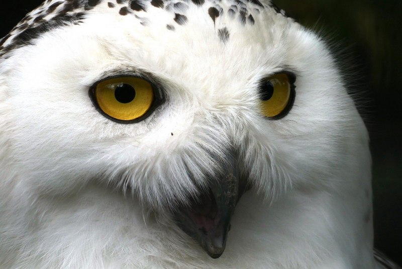 Bubo bengalensis