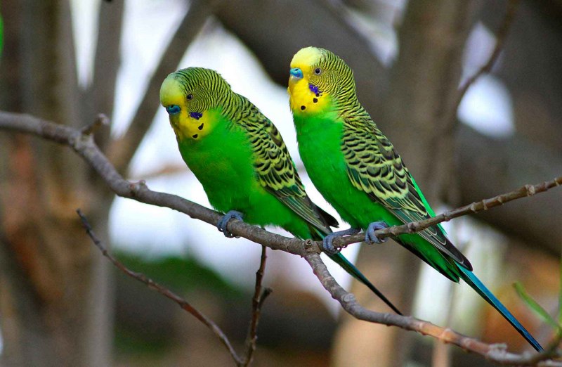Волнистые попугаи (59 фото)