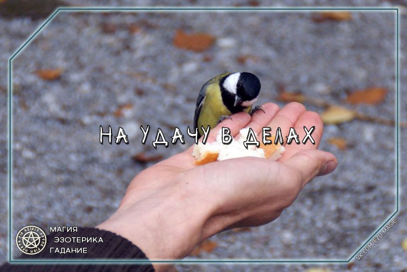 Кормить птиц с руки