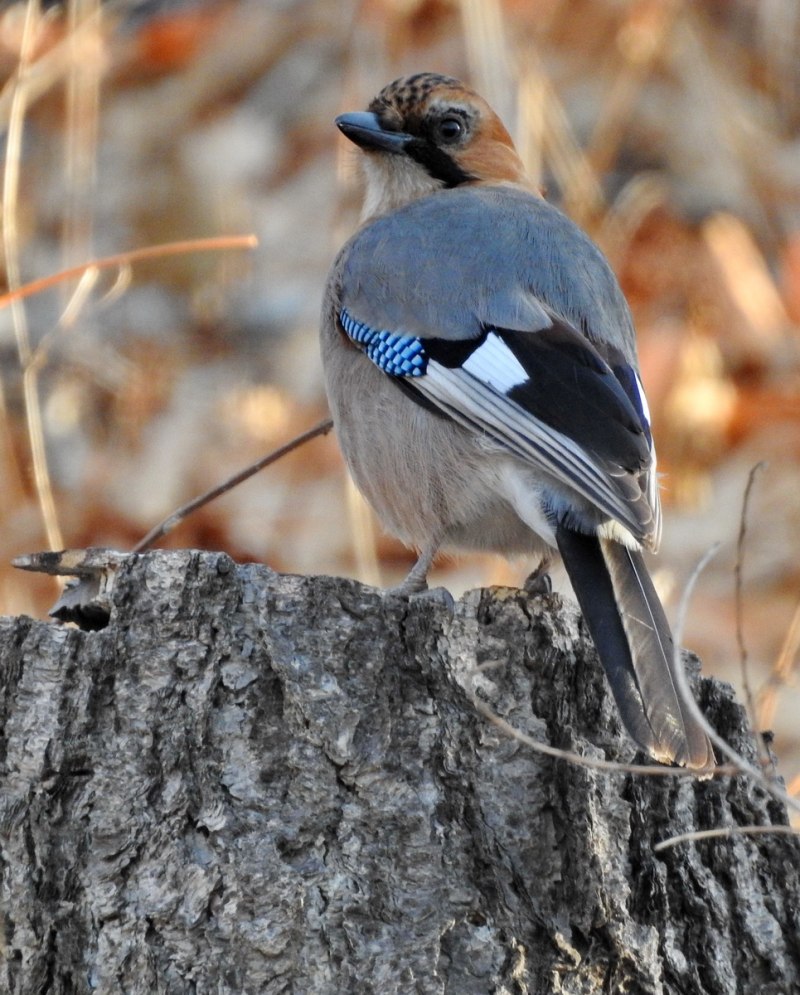 Сойка garrulus glandarius