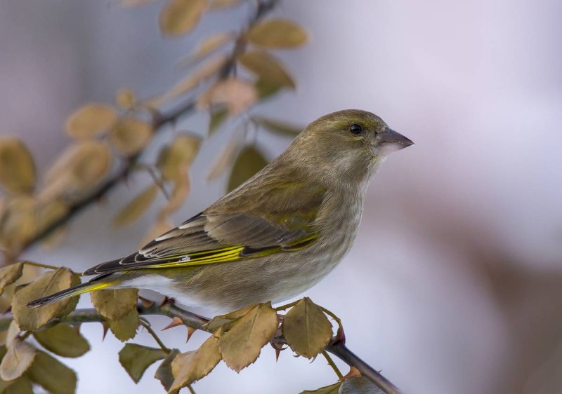 Зеленушка (Chloris Chloris)