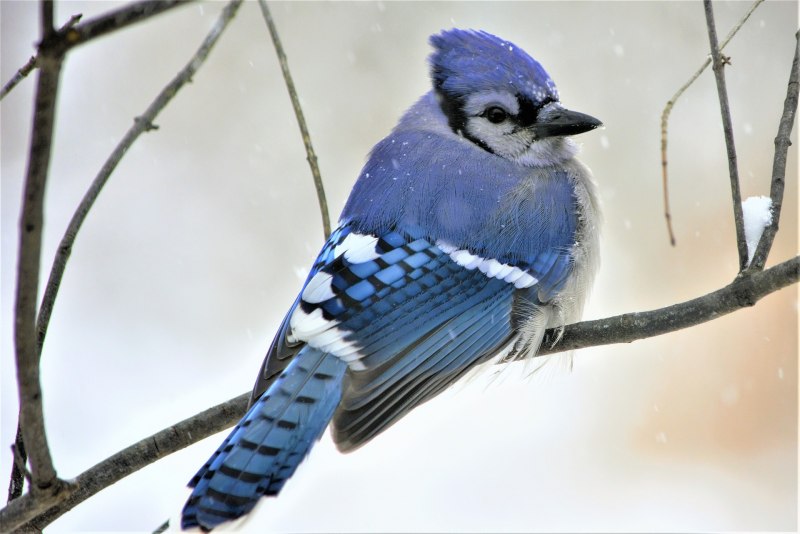 Сойка garrulus glandarius