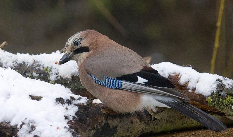 Сойка garrulus glandarius