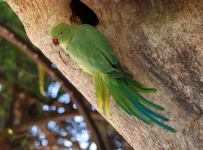 Indian ringneck попугай