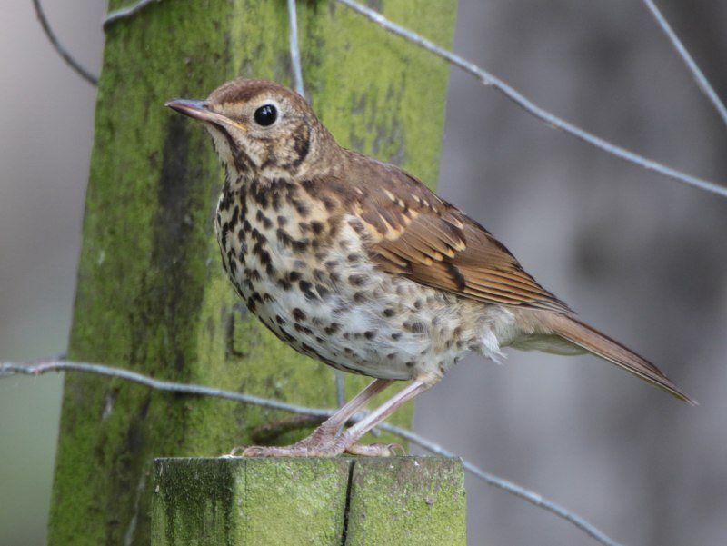 Американский Дрозд turdus migratorius