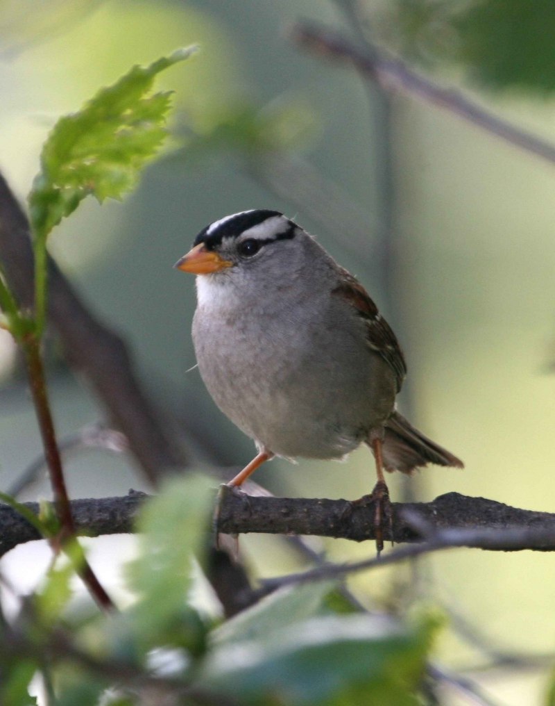 Обыкновенная горихвостка (Phoenicurus Phoenicurus)