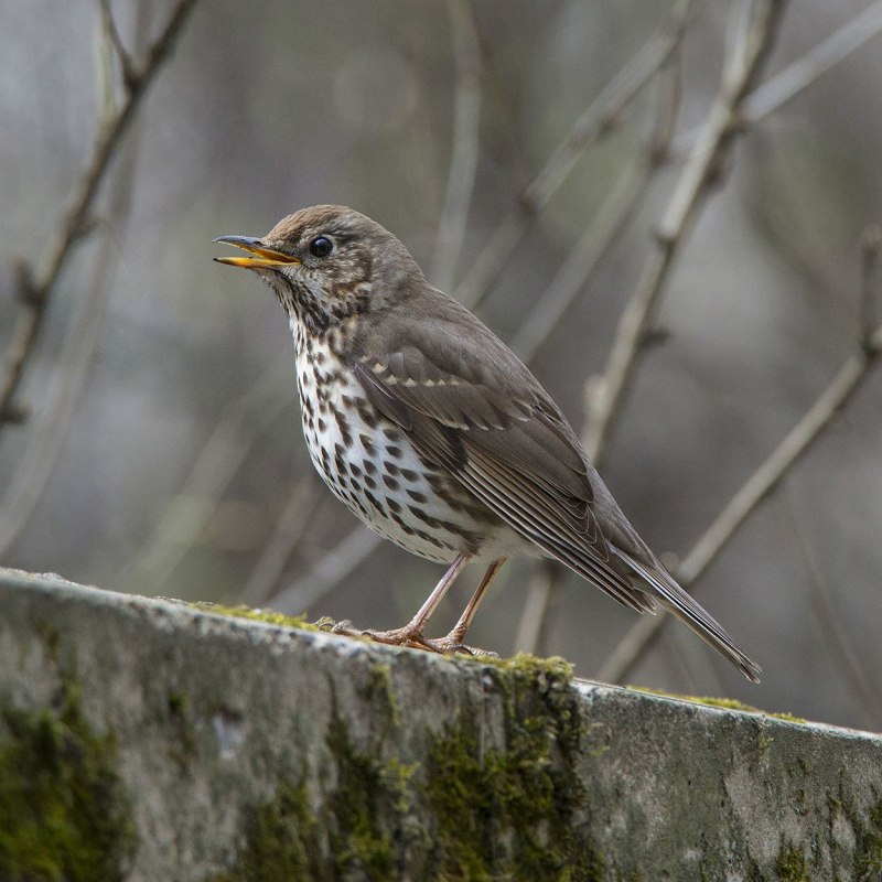 Blackburnian Warbler птица