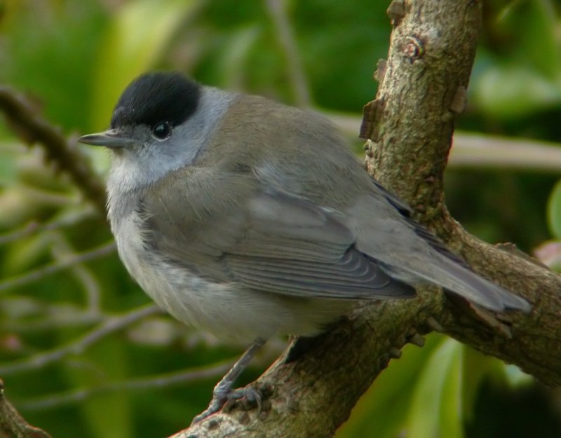 Pyrrhula cineracea