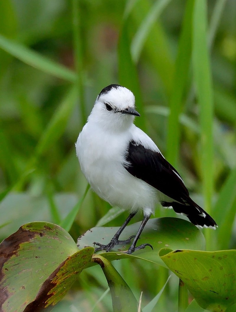 Black-crowned Night Heron
