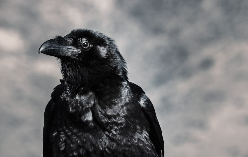 Raven Black