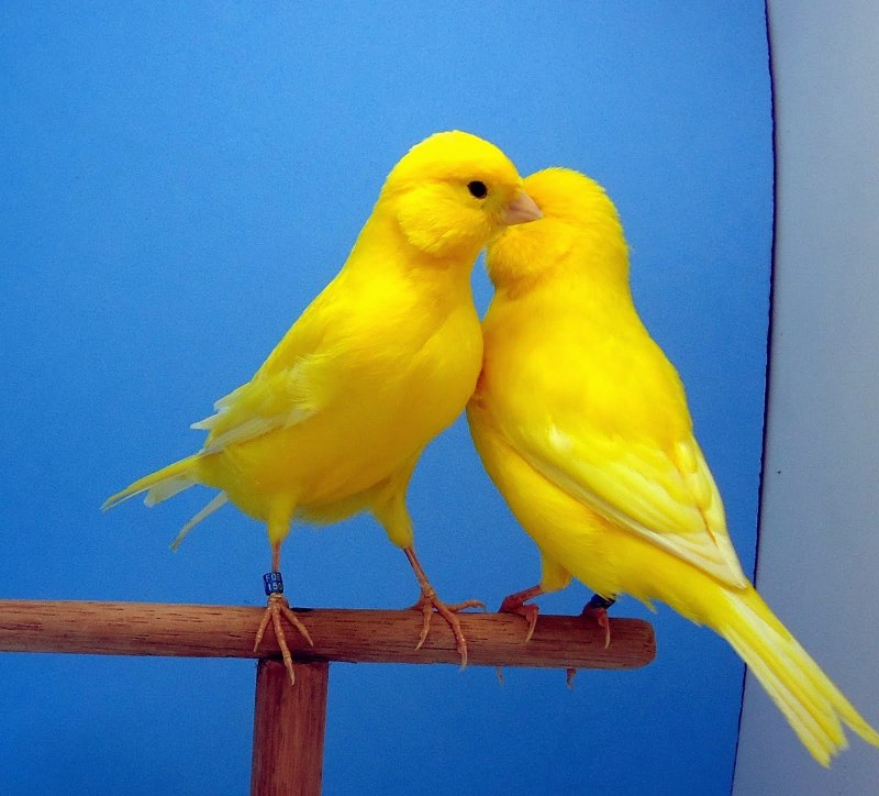 Canary - канарейка