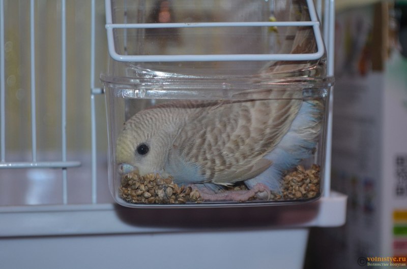 Игрушка "попугай"