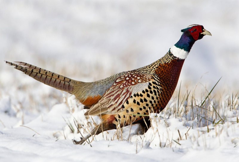 Птица фазан зимой (62 фото)