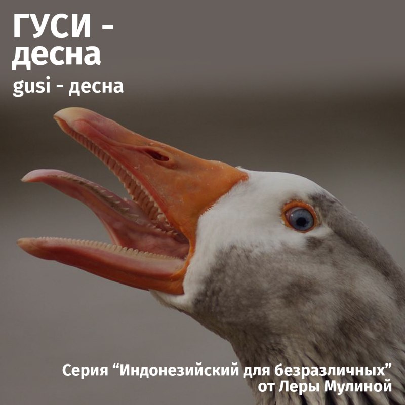 Зубы гуся