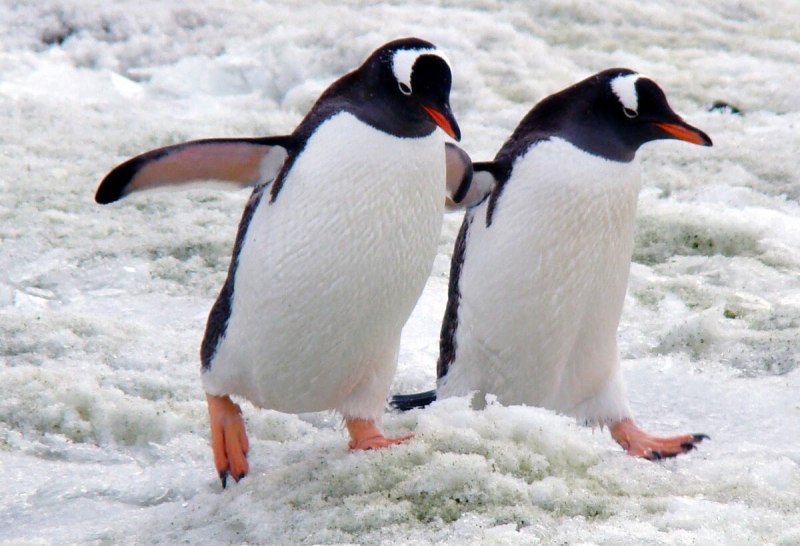 Пингвин животного для детей (61 фото)