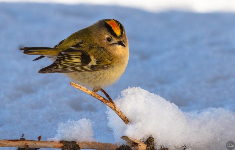 Желтоголовый королёк (Regulus Regulus)