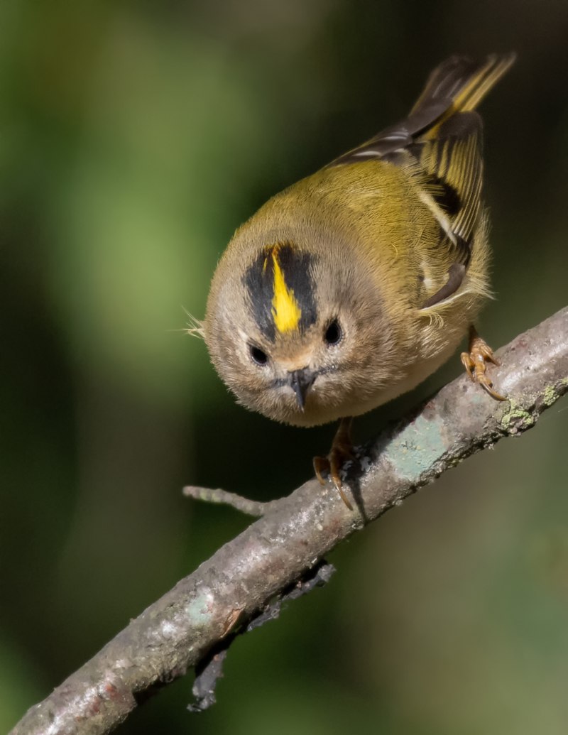 Желтоголовый королёк (Regulus Regulus)