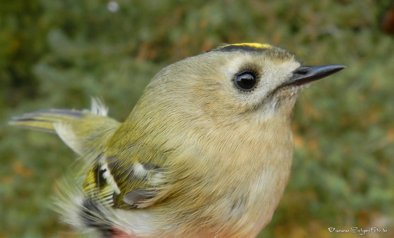 Goldcrest Рубиноголовый