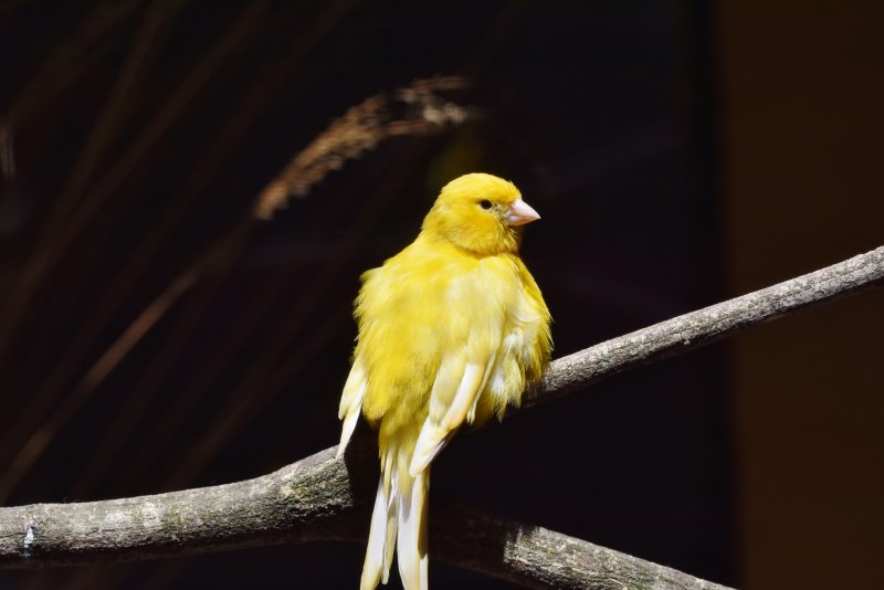 Canary - канарейка