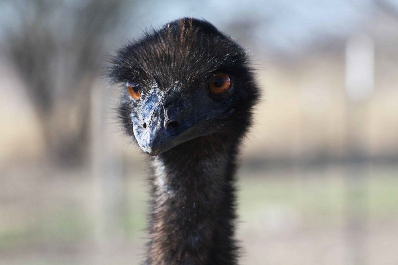 Baby Ostrich