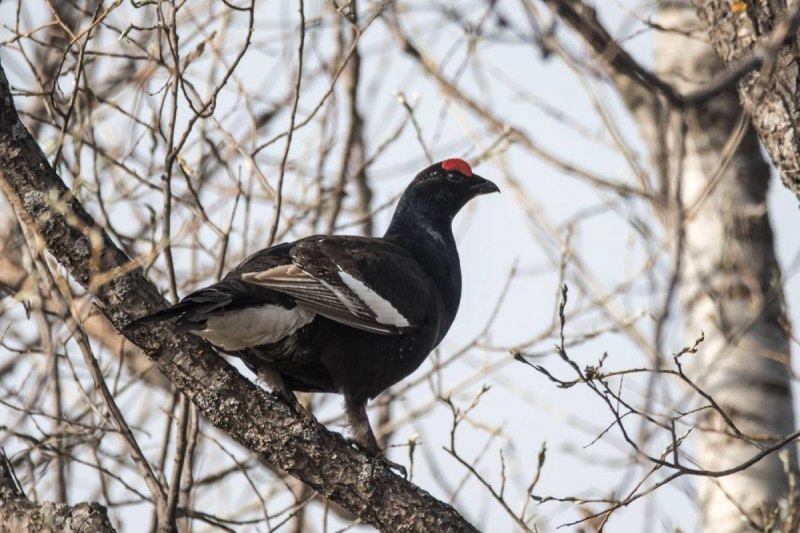 Чернобрюхий Глухарь Tetrao urogallus Major
