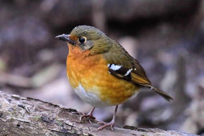Птичка размером с воробья с оранжевой грудкой (67 фото)