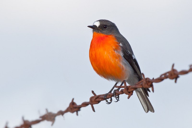 Странствующий Дрозд (turdus migratorius)