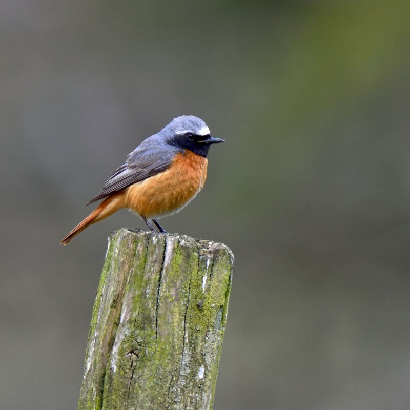 Зарянка – Erithacus rubecula