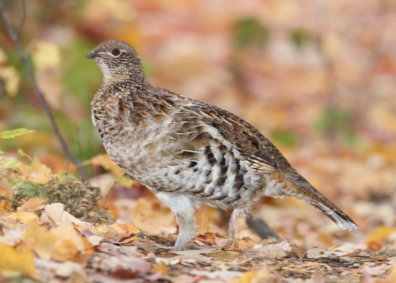 Рябчик Tetrastes bonasia