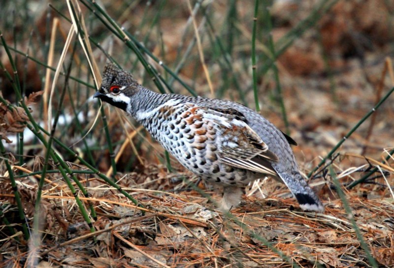 Рябчик (Bonasa bonasia)