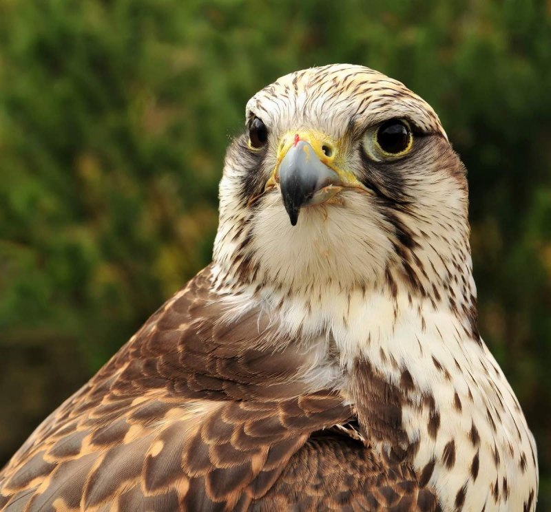 Алтайский Сокол (Falco cherrug altaicus)