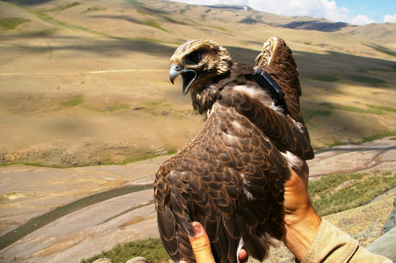 Балобан Falco cherrug