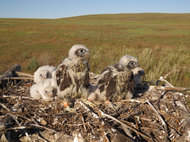 Сапсан Falco peregrinus