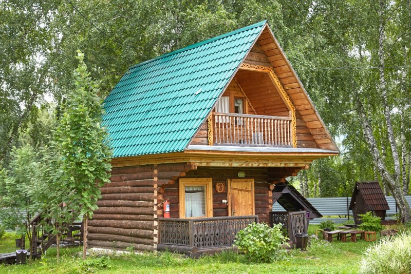 Сокол балобан птенцы