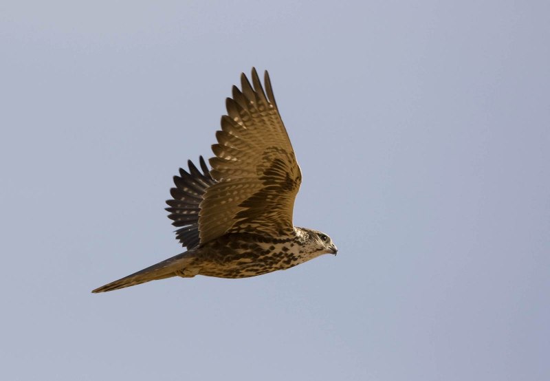 Сокол-Сапсан (Falco peregrinus)