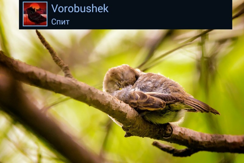 Спящие воробьи