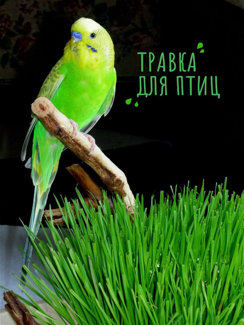 Попугай Розелла