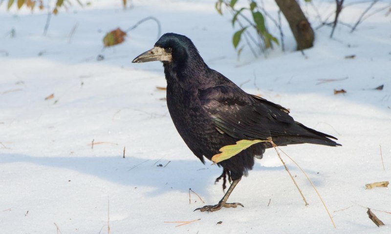 Corvus Corax птица