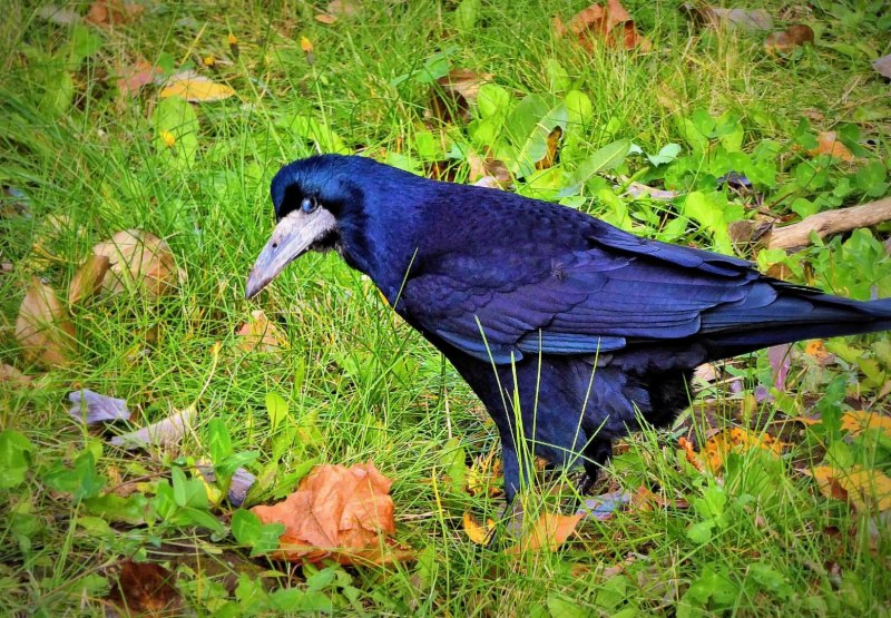 Чёрная воро́на (Corvus Corone)
