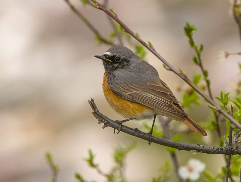 Обыкновенная горихвостка (Phoenicurus Phoenicurus)